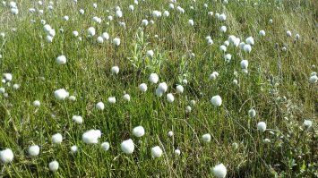 вот не уверен, что ваши фото с ямала.
лес там есть ближе к большой земле, в районе Воркуты. по другую сторону не был.
как там выживают бедные "жители крайнего севера".
от правительства им делают "подарки" - разбрасывают бревна по тундре, так как растет там только мелкая трава, жечь нечего, греться нечем