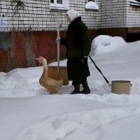 Они просто идут на кухню, а гусь ни о чём не подозревает :)