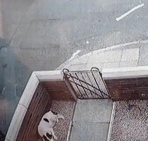 Охранник бдит...