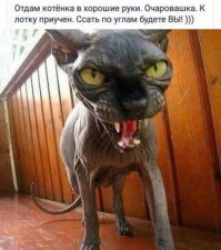 Котята-сфинксы - очаровательные монстрики!