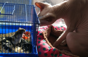 Котята-сфинксы - очаровательные монстрики!