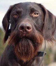 Алё, ученые? Что делать с этим пёсой? ))))