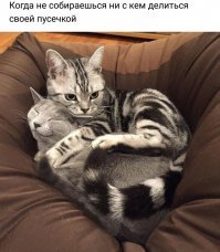 20 весёлых представителей животного мира, которые демонстрируют самые неподдельные эмоции