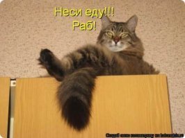 15 очень трогательных картинок про любовь к животным