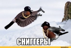 Где снегири проводят лето?