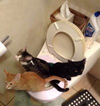 Даже если кошаков много, то не проблема