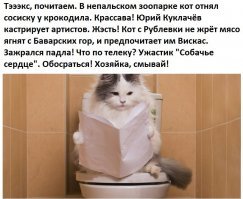 Как навсегда избавиться от запаха в квартире при содержании кошки