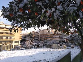 Ну да, нет зимы. Это лето такое ...
А пчёлы пропали. В городе вообще не встретить. В деревне мандариновое дерево жужжит. 

Как-то сидим мы на балконе (в городе). Вдруг мимо нас на огромной скорости проносится туча. Это был рой пчелиный. Муж сказал - промахнись они на полметра, все бы к нам в квартиру залетели. Вот смеху-то было бы!

В Питере, в родительском доме, осы сделали гнездо в деревянном ящике на застекленном (!) балконе. Отец одел костюм химзащиты, сапоги, перчатки, маску и пошёл их выселять. Через пять минут выбегает с воплями - Снимайте с меня все это, они залезли внутрь! А остальные осы в это время в квартиру влетели через открытую дверь. Пришлось поджигать газету, дымить. Только когда дыма напустили, они успокоились, собрались в кучу около светильника. Долго мы ржали потом над этой химзащитой.