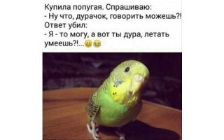 В Бразилии задержан "нарко-попугай", обученный стоять на стрёме