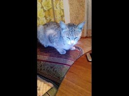 Моя любимая кошка Ляша,14 лет,к сожалению ушла на радугу месяц назад