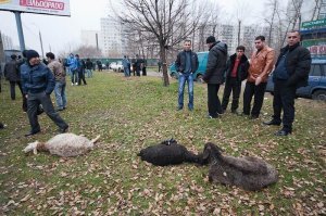 В Москве довольно большое стадо баранов.