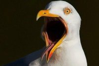 Хитрые дельфины