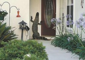 Прикольные и смешные картинки