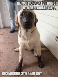 20 домашних хулиганов, от которых на минутку отвернулся хозяин