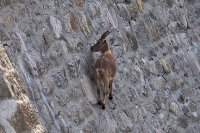 Да-да, козы не могут лазить по деревьям, это всё фейк: