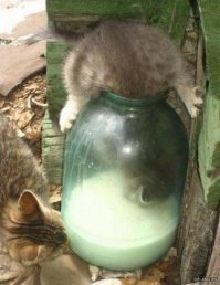 20 домашних хулиганов, от которых на минутку отвернулся хозяин