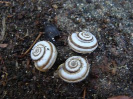 Моё... Как говорится, чем богаты...