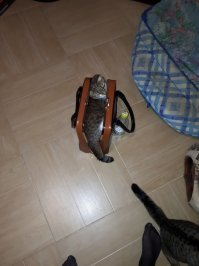 Собралась на работу с женой.