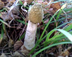 Я такой нашел