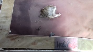 а у меня вот есть и котик, и собачка. они очень дружат. 
а вчера начью котик нашёл себе нового друга, и тут же поделился им с собачкой.
вот такие они друзья.