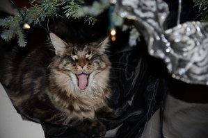 У моего кота зевание - это как у собаки хвостиком помахать. Просто выражение хорошего настроения.