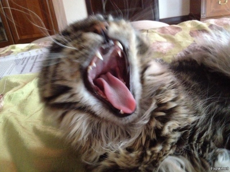 У моего кота зевание - это как у собаки хвостиком помахать. Просто выражение хорошего настроения.
