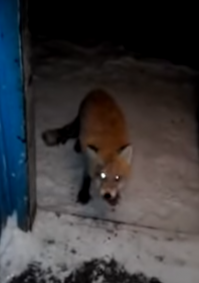 Здравствуй, Бабуля!