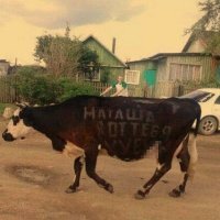 Цензура уже вымя у коров  стала замазывать:)