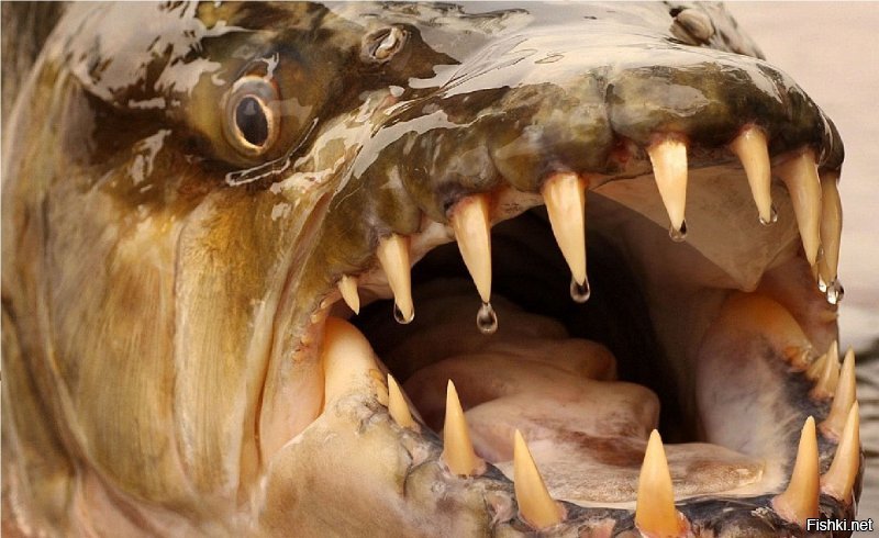 У рыб есть зубов.