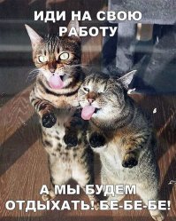 Скрины из социальных сетей