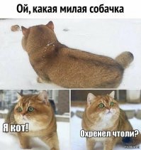 Скрины из социальных сетей