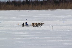 Тарко-Сале ЯНАО