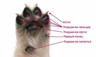Прикольные и смешные картинки