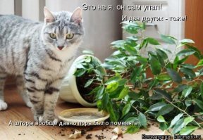 Райский уголок в мегаполисе: растения вдохнули жизнь в однокомнатную квартиру