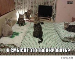 Осторожно, по улицам наших городов разгуливают слишком милые коты!