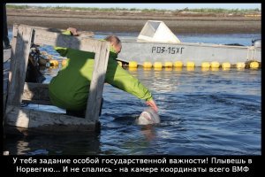 Норвежские рыбаки наткнулись на белуху-"шпиона" из России