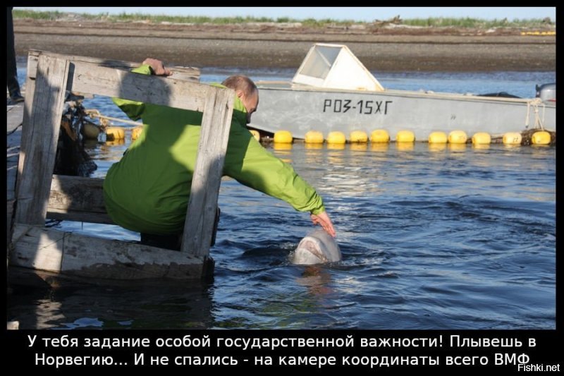 Норвежские рыбаки наткнулись на белуху-"шпиона" из России