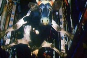 не смог удержацо