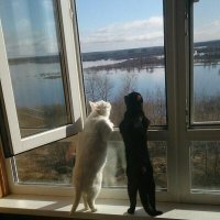 Осторожно, по улицам наших городов разгуливают слишком милые коты!