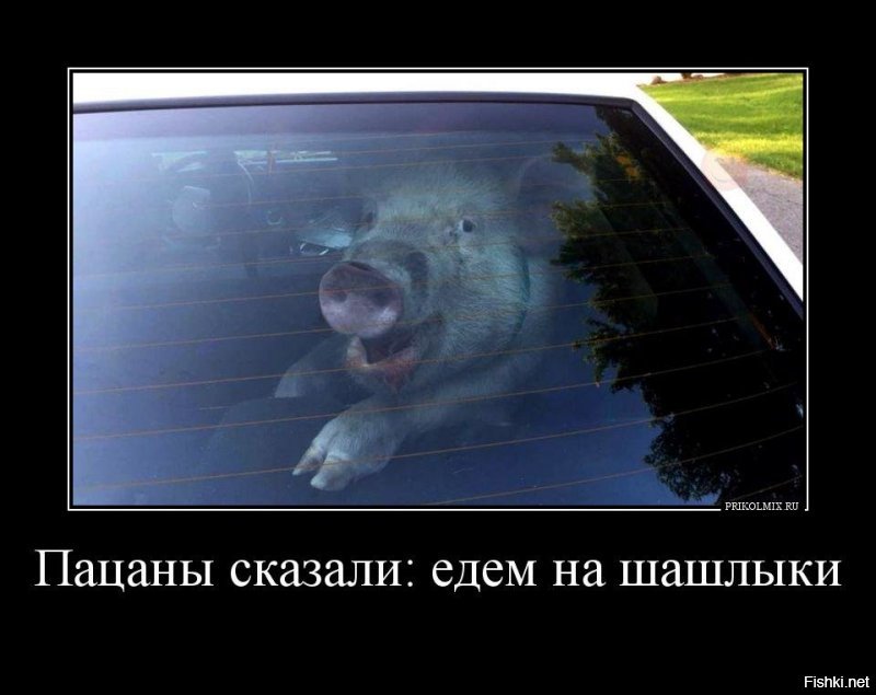 - Эй, свинота, вставай