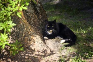 Осторожно, по улицам наших городов разгуливают слишком милые коты!