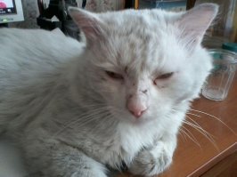 уж куда брутальнее.  участвует во всех кошачьих разборках. иногда такой является что ветпомощь на дм вызываю.