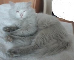 ну почему у всех коты чистюли . но не мой