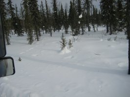 вот откуда автор взял это.
только почему китайцы ? там наши рубя.
а после того как все вывезут. поджигают лес, дабы чиновники могли потом отчитаться, что у них никаких вырубок не было. это все пожары.
в зиму сам лично видел (дороги там есть только пока грунт мерзлый) летом не проедешь !
никто там деревья не сажает, так как оно никому не надо
на второй фото горельник. третья и четвертая фото, это то что вырасло самостоятельно (либо не погибло под гусеницами техники). ни о каких посадках речи не идет. 
Если где то и посадят лес, то об этом будет репортажей на месяц