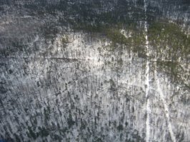 вот откуда автор взял это.
только почему китайцы ? там наши рубя.
а после того как все вывезут. поджигают лес, дабы чиновники могли потом отчитаться, что у них никаких вырубок не было. это все пожары.
в зиму сам лично видел (дороги там есть только пока грунт мерзлый) летом не проедешь !
никто там деревья не сажает, так как оно никому не надо
на второй фото горельник. третья и четвертая фото, это то что вырасло самостоятельно (либо не погибло под гусеницами техники). ни о каких посадках речи не идет. 
Если где то и посадят лес, то об этом будет репортажей на месяц