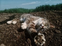 А, этот, точно живой?))