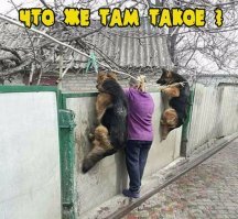 18 абсурдных и странных фото из серии "Что здесь происходит?"