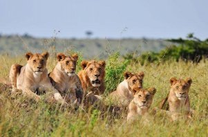 Прайд, говорите...