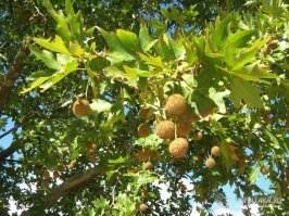 Плата н, или Чина р   род деревьев. Единственный представитель монотипного семейства Платановые. Сравните листья и плоды.