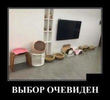 Телевизор тоже для котов?